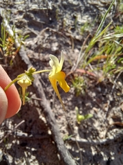 Nemesia calcarata