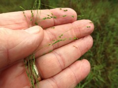 Kellochloa verrucosa