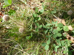 Trifolium fragiferum