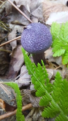 Cortinarius violaceus