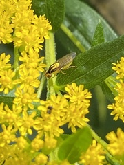 Chlorops