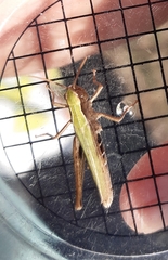 Chorthippus dorsatus