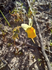 Nemesia calcarata