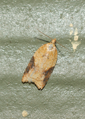 Acleris