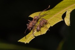Acromyrmex octospinosus