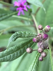 Vernonia gigantea