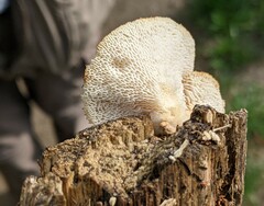 Polyporus tuberaster