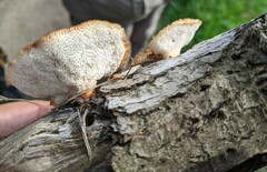 Polyporus tuberaster
