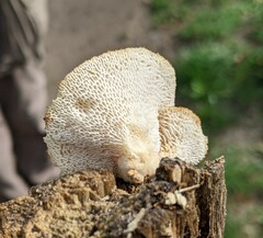 Polyporus tuberaster