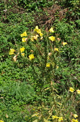 Oenothera