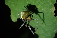 Mastophora phrynosoma