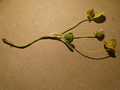 Trifolium fragiferum