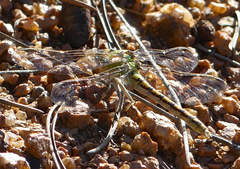 Ophiogomphus severus