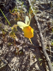Nemesia calcarata