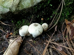 Lycoperdon perlatum