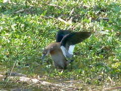 Amazonetta brasiliensis
