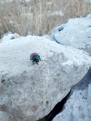 Chrysomela populi