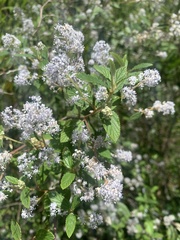 Ceanothus