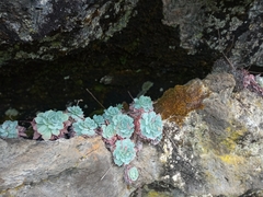 Echeveria secunda