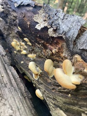 Phyllotopsis nidulans