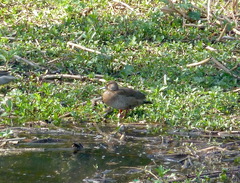 Amazonetta brasiliensis