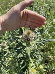 Cirsium decussatum