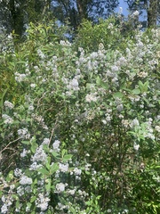 Ceanothus