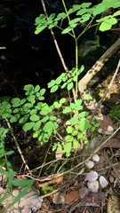 Thalictrum pubescens