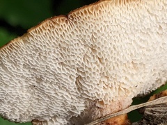 Polyporus tuberaster