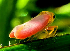 Flatidae