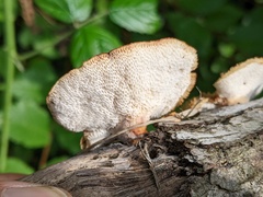 Polyporus tuberaster