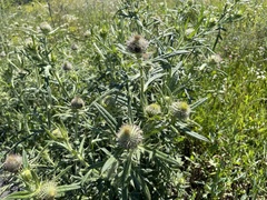 Cirsium decussatum