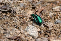 Cicindela sexguttata