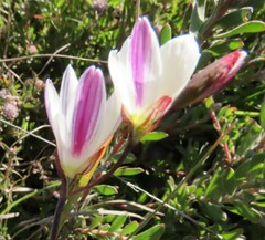 Hesperantha radiata