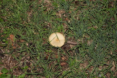 Stropharia coronilla