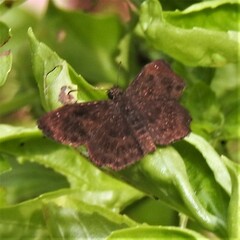 Staphylus hayhurstii