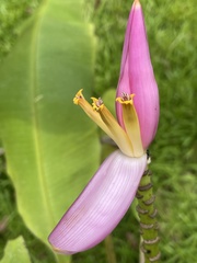 Musa ornata