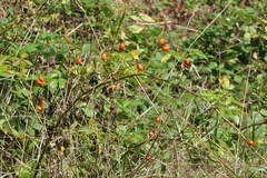 Rosa canina