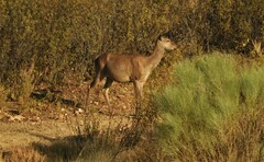 Cervus elaphus elaphus