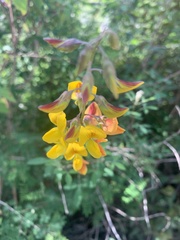 Crotalaria longirostrata