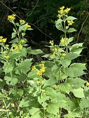 Verbesina occidentalis