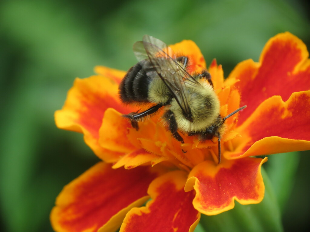 common-eastern-bumble-bee-in-september-2022-by-wmct276-inaturalist