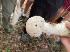 Amanita solitaria