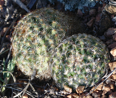 Pediocactus simpsonii