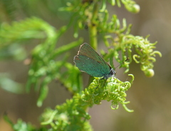 Callophrys rubi
