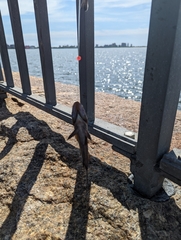 Centropristis striata