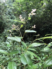 Koenigia campanulata