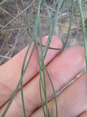 Heliophila cornuta squamata