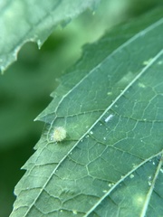 Celticecis capsularis