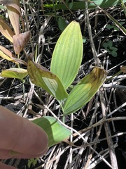 Polygonatum biflorum